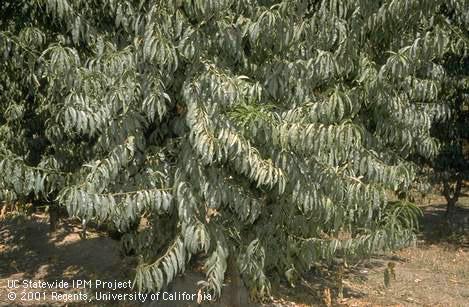 Silvering or grayish discoloration of peach foliage caused by peach silver mite, <I>Aculus cornutus.</I>.