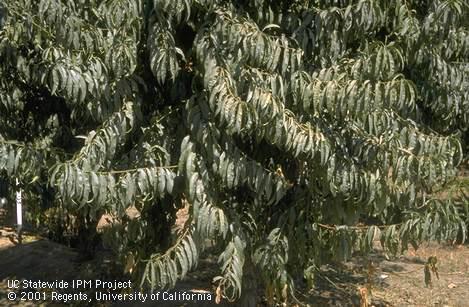 Silvering or grayish discoloration of peach foliage caused by peach silver mite, <I>Aculops cornutus.</I>.