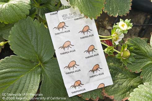 Sachet containing the predaceous mite, <I>Amblyseius cucumeris,</I> used to control thrips and pest mites in greenhouses.