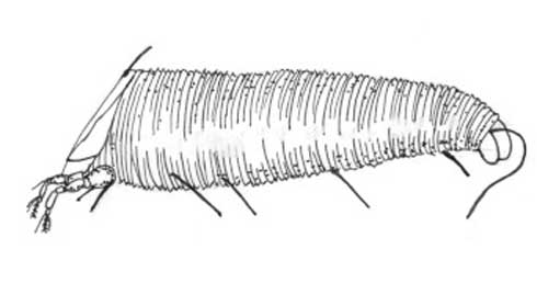 Adult redberry mite, <i>Acalitus essigi</i> (Eriophyidae), illustration.