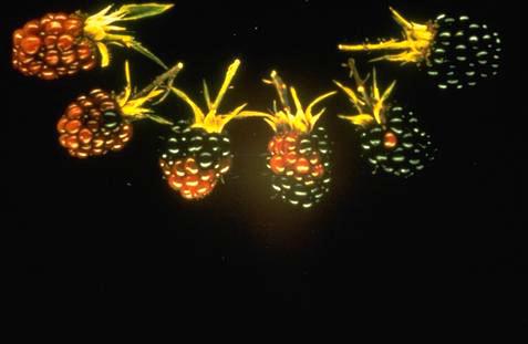 Blackberry drupelets that failed to develop their mature color because of feeding by redberry mite, <i>Acalitus essig</i>, an Eriophyidae.