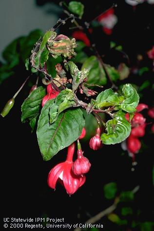 Leaves distorted and thickened from feeding by fuchsia gall mite, <i>Aculops fuchsiae</i>.