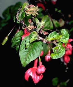 Leaves distorted and thickened from fuchsia gall mite feeding.