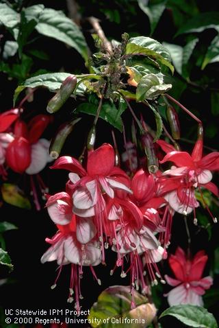 Crop damaged by fuchsia gall mite.