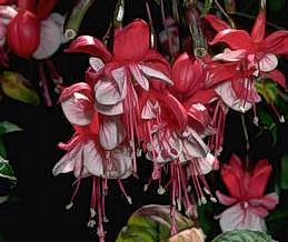 Fuchsia blossoms