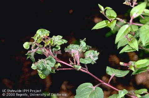 Thick and distorted fuchsia leaves caused by feeding of fuchsia gall mite, <i>Aculops fuchsiae</i>.