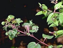 Terminal distorted and thickened from fuchsia gall mite feeding.