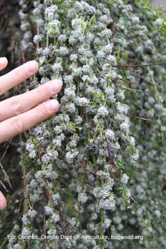 Galls caused by the Scotch broom gall mite, <i>Aceria genistae</i>.