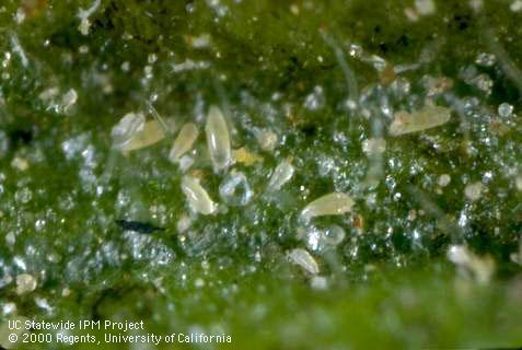 Adults and nymphs of tomato russet mite, <i>Aculops lycopersici</i>.