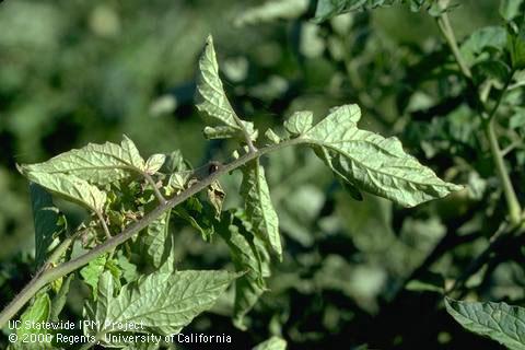 Plant damaged by tomato russet mite.