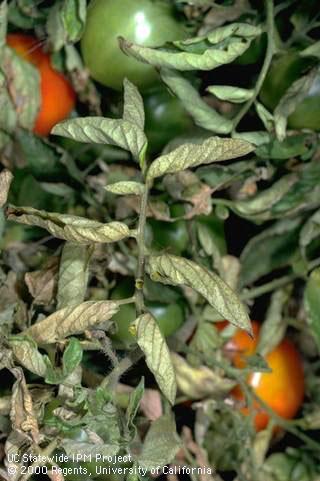 Curled tomato leaves with dark discoloration (russeting) because of feeding by tomato russet mite, <i>Aculops lycopersici</i>.