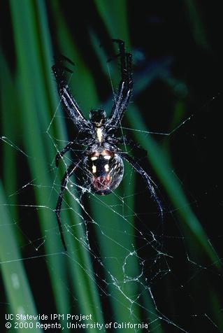 Adult western spotted orbweaver, Neoscona oaxacensis.