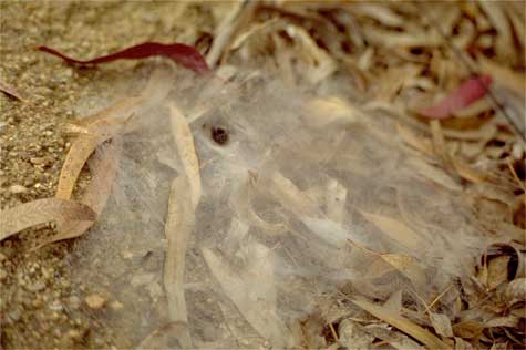 Funnel web made by a funnel weaver spider.