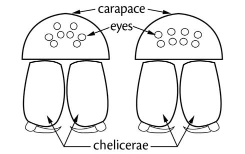 The 2-4-2 eye pattern common of many agelenid spiders (left) and the two rows of four pattern (right) found in many other spiders including those of the genera <i>Eratigena</i> and <i>Tegenaria.</i>.