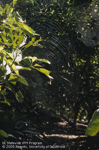 Webs of adult orb weaver spiders (family Araneidae).  