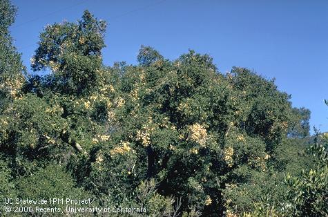 Scattered patches of brown, dead leaves caused by boring larvae of oak twig girdler, <i>Agrilus angelicus</i>.