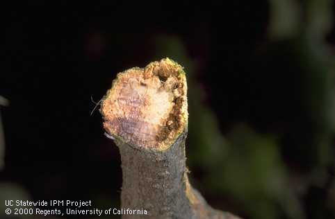 Twig with boring tunnel, frass, and wood killed by oak twig girdler, <i>Agrilus angelicus</i>.