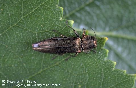 Adult bronze birch borer, <i>Agrilus anxius</i>.