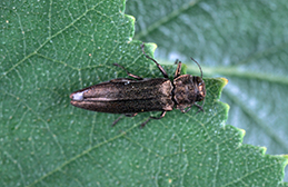 Adult bronze birch borer.