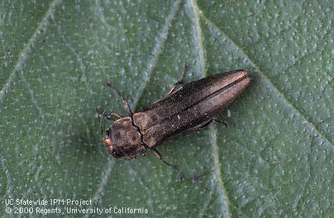 Adult bronze birch borer, <i>Agrilus anxius</i>.