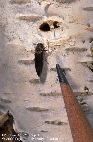 Adult bronze birch borer, <i>Agrilus anxius</i>, on white birch near its emergence hole.