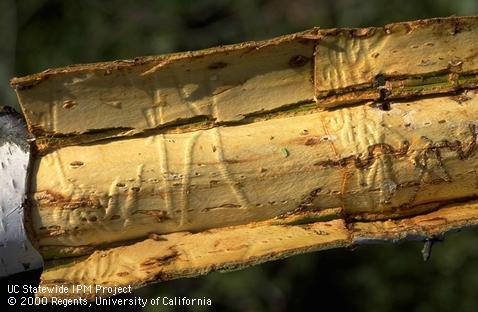 Swollen wood from tree reaction to larval tunneling of bronze birch borer, <i>Agrilus anxius</i>.