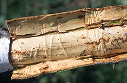 Swollen wood reaction to tunneling by larvae.