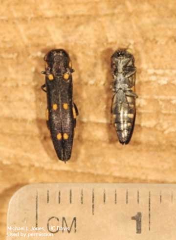 Adult female (left) and male (right) goldspotted oak borers, <i>Agrilus auroguttatus.</i>.