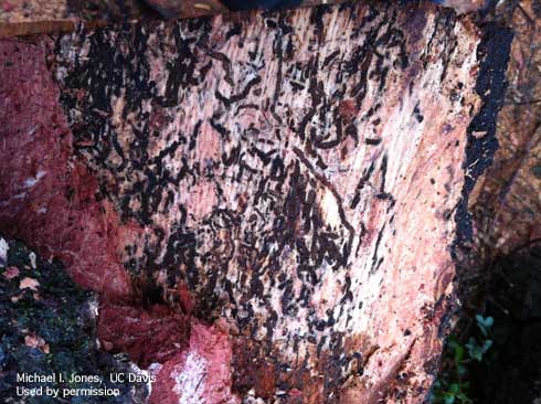 Galleries on coast live oak caused by goldspotted oak borer larvae, <i>Agrilus auroguttatus.</i>.