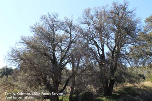 Severe crown thinning of coast live oak trees caused by goldspotted oak borer, <i>Agrilus auroguttatus.</i>.