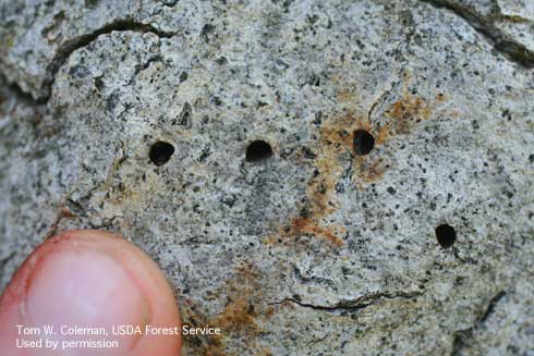 Emergence holes on coast live oak made by the goldspotted oak borer, <i>Agrilus auroguttatus.</i>.