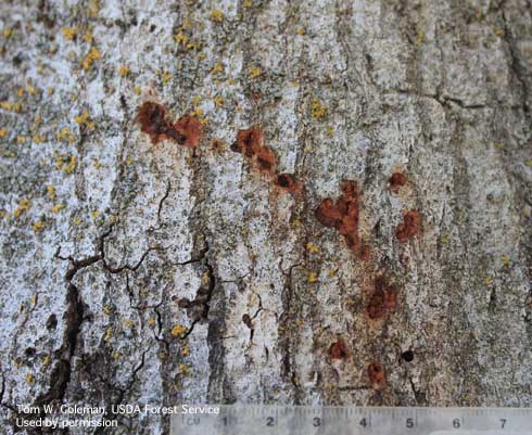 Damage  on coast live oak bark caused by woodpeckers searching for larvae and pupae of goldspotted oak borer, <i>Agrilus auroguttatus.</i>.