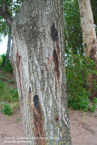 Bark staining on coast live oak caused by larvae of the goldspotted oak borer, <i>Agrilus auroguttatus.</i>.