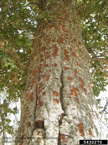 Bark damaged (removed in scattered patches) on the trunk of a large oak tree due to woodpeckers feeding on larvae of goldspotted oak borer, <i>Agrilus auroguttatus</i>.