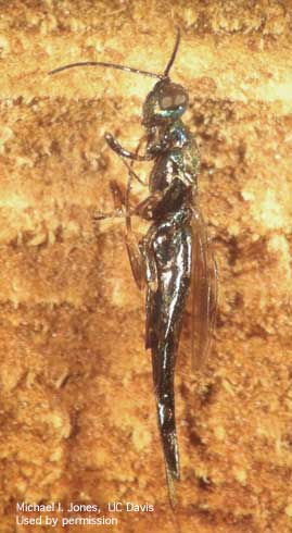 Adult female <i>Calosota elongata,</i> a parasitic wasp of the goldspotted oak borer, <i>Agrilus auroguttatus.</i>.