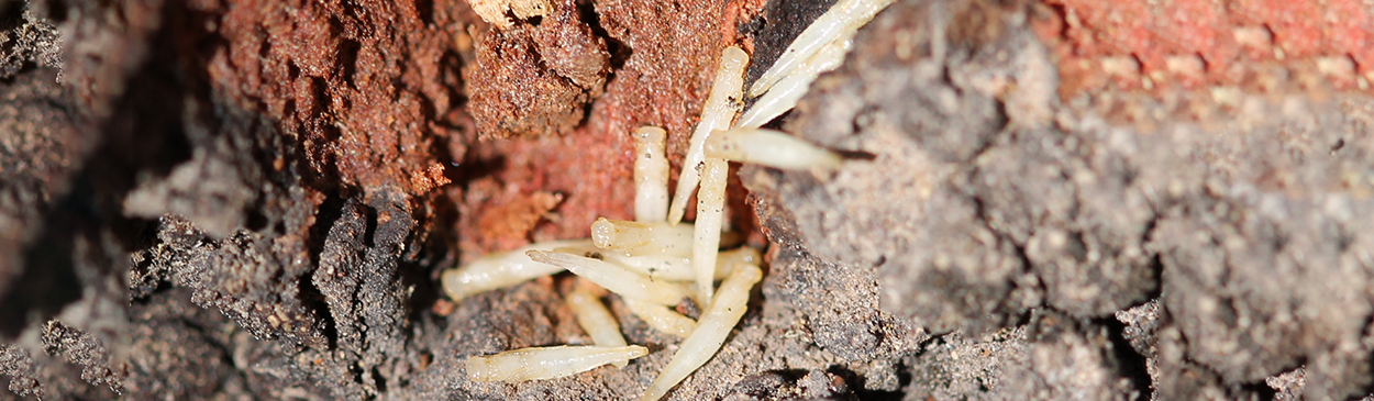 Pupae of the parasitic wasp, <i>Calosota elongata,</i> in a pupal cell of the goldspotted oak borer, <i>Agrilus auroguttatus.</i>