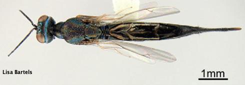 Adult female <i>Calosota elongata</i>, distinguished from the male by her long ovipositor.