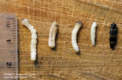 Larvae, pupa, and adult goldspotted oak borer, <i>Agrilus auroguttatus.</i>.