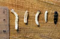 Larva (left), prepupae, pupa, and adult of GSOB.