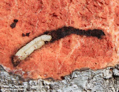 Fourth-instar larva of goldspotted oak borer, <i>Agrilus auroguttatus,</i> just below the surface of the bark of a coast live oak.