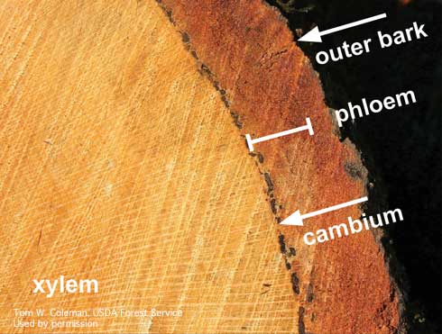 Cross-section of a coast live oak trunk showing areas where goldspotted oak borer, <i>Agrilus auroguttatus,</i> feeds.