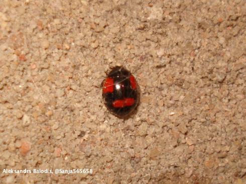 The black and red, four-spotted form of twospotted lady beetle, Adalia bipunctata.