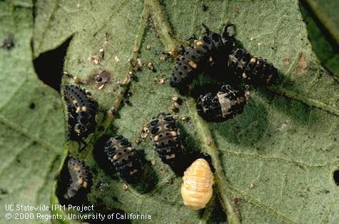 Last instar larvae (center left and top), prepupae (center and left), and a pale, young pupa (bottom) of twospotted lady beetle, <i>Adalia bipunctata</i>.