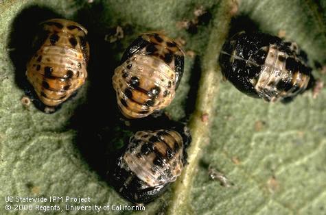 Pupae of twospotted lady beetle, Adalia bipunctata.