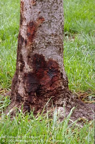 Wet spots and dark staining on lower bark can indicate that larvae of flatheaded alder borer, <i>Agrilus burkei</i> are tunneling under bark.