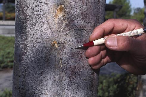 Emergence holes of adult alder borers, <I>Agrilus burkei,</I> in an alder trunk. 