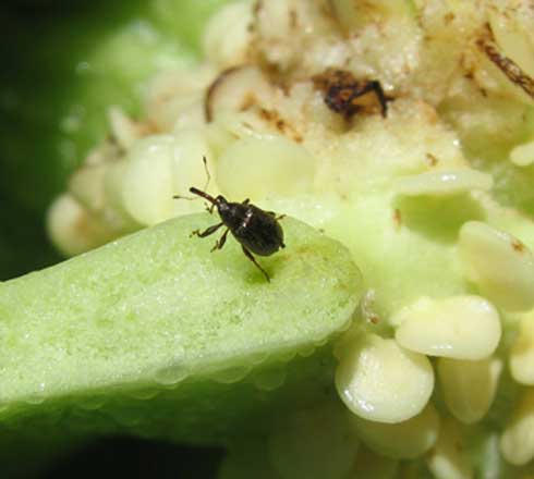 Adult pepper weevil and feeding damage to core.