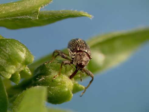 Adult pepper weevil, <i>Anthonomus eugenii,</i> feeding on a flower bud.