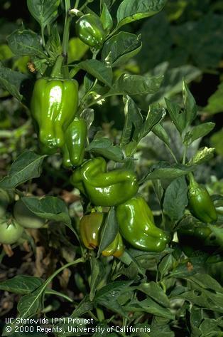 Misshapen green bell pepper, possibly damage from pepper weevils.