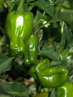 Misshapen green bell pepper.